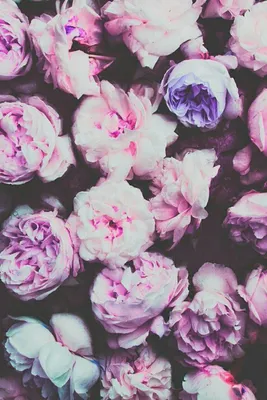 красивые картинки на телефон цветы - Поиск в Google | Flower wallpaper,  Cute wallpaper backgrounds, Tumblr backgrounds