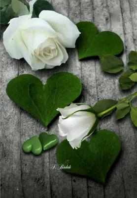 Wallpaper Heart, Flower, Love, Petal, Whatsapp, Background - Download Free  Image