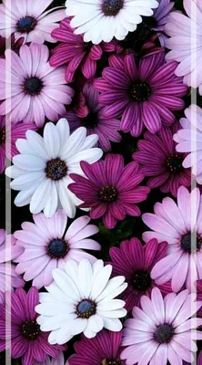 Цветы, #Солнце, #Ромашки, #аватары, #картинки, #фото, #авы,  https://avatarko.ru/kartinka/11743 | Ромашки, Красивые цветы, Цветы