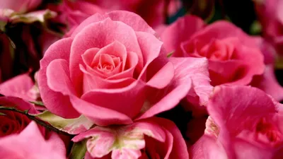 ЦВЕТЫ | БУКЕТЫ | КОМПОЗИЦИИ on Instagram: \"Весна нам дарит всегда самые  красивые корзины 🤍 Для заказа : WhatsApp: 8 967 053 13 59 кнопка  «Контакты» в шапке профиля katesflowers.ru\"