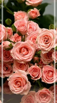 Самые красивые цветы для самых любимых 💖 ⠀ Эффектный букет из 201 розы в  коробке — 9 690 руб. ⠀ Закажите букет: 📍в Директе 📍в WhatsApp +7… |  Instagram