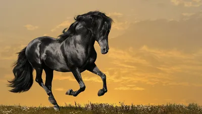 Обои \"Лошади\" на рабочий стол, скачать бесплатно лучшие картинки Лошади на  заставку ПК (компьютера) | mob.org