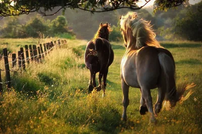 Foto wallpaper horses | Животные Лошади horses, wallpaper 0197 красивые ...  | Лошадь обои, Лошади, Животные