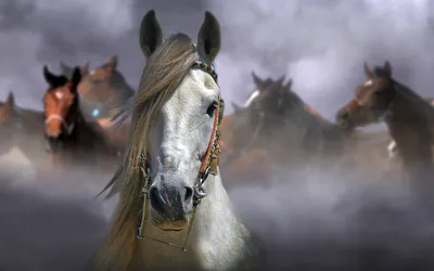 Картинки красивые лошадей (38 фото)