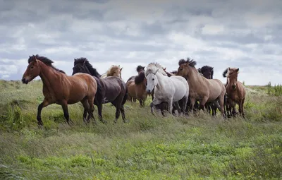 Лошади на природе - красивые фото