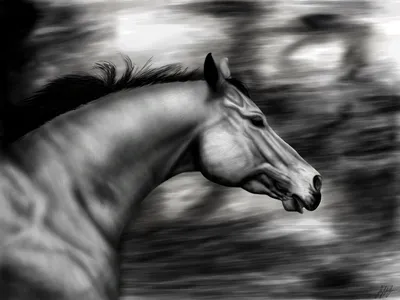 Огромная лошадь - 70 фото