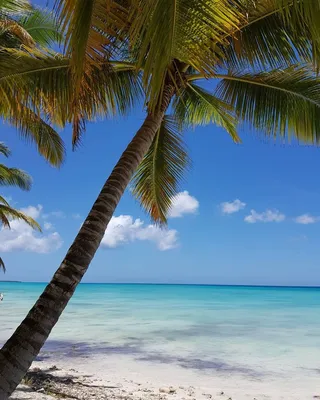 карибское море голубое небо красивые пальмы рай на земле | Фоновые рисунки,  Океанские волны, Летние картинки