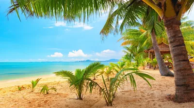 Картинки красивые на рабочий стол море пляж пальмы (70 фото) » Картинки и  статусы про окружающий мир вокруг
