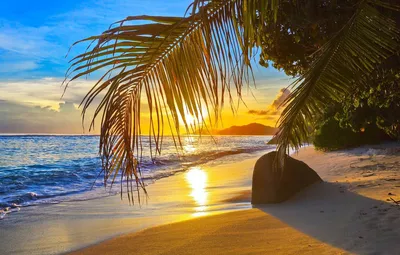 фото тропического пляжа с пальмами, красивые фотографии пляжа, пляж, лето  фон картинки и Фото для бесплатной загрузки