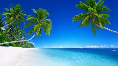 Скачать 938x1668 пляж, тропики, море, песок, пальмы, красиво обои, картинки  iphone 8/7/6s/6 for parallax