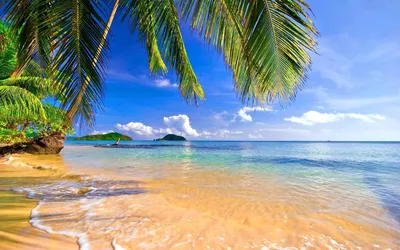 Океан песок пальмы (55 фото) - 54 фото