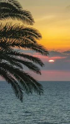 Картинки море пальмы пляж красивые (69 фото) » Картинки и статусы про  окружающий мир вокруг
