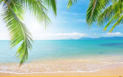 Природа-красивые-картинки-пляж-пальмы-1085409 | отдых на черном море