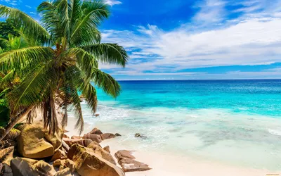 Красивые картинки с морем и пальмами - 66 фото