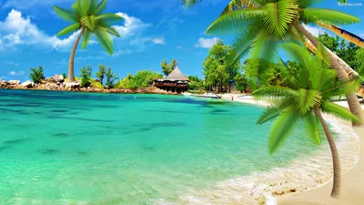 Красивые волшебные пальмы, висящие на берегу моря, голубое небо | Премиум  Фото