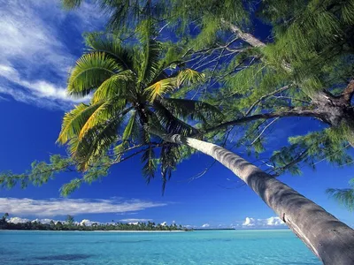 красивый пейзаж пальм песчаный пляж морской рама обои остров мальдив  Стоковое Фото - изображение насчитывающей лагуна, лето: 228185478