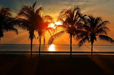 Пальмы на берегу моря, красивые обои - Скачать HD Обои на Планшет | Новые,  Необычные, Красивые, Бесплатные