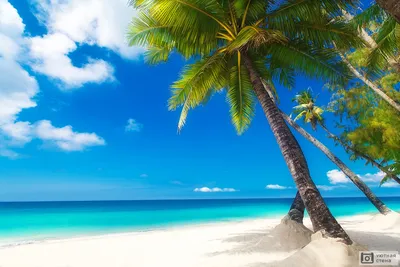 Фотообои \"Красивые пальмы на белом песчаном пляже\" - Арт. 140110 | Купить в  интернет-магазине Уютная стена