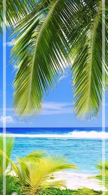 Красивый тропический пляж с кокосовой пальмы на песчаном. летний фон  концепции. | Премиум Фото
