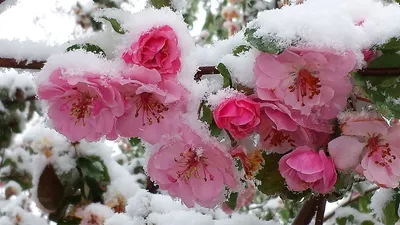 Картинки цветочки в снегу (68 фото) » Картинки и статусы про окружающий мир  вокруг