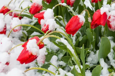 Красивые цветы на снегу (67 фото) »