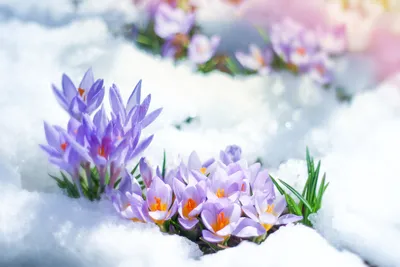 Снежные цветы - 63 фото