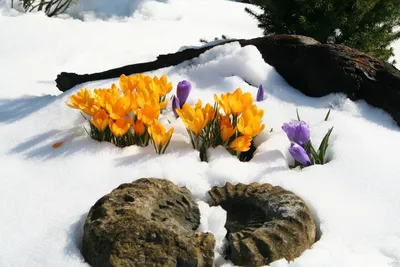 Цветы в снегу - фото и картинки: 58 штук