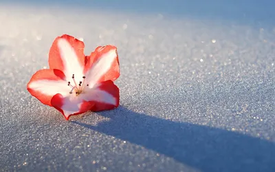 Красивые цветы Apple весны покрытые снегом. Цветы дерева цветения, покрытые  снегом. Мороз весны более может зацветающ Стоковое Изображение -  изображение насчитывающей лепесток, применения: 182885873