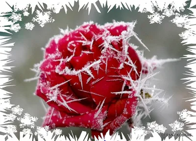 Цветы в снегу - 73 фото