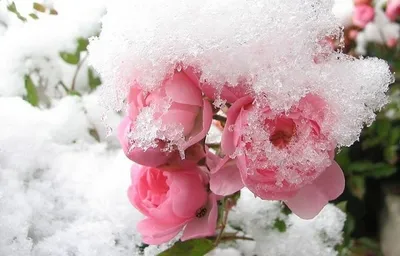 Букет цветов на снегу (75 фото) »