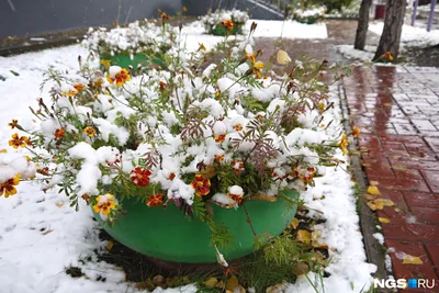 Картинки красивые цветы на снегу - 80 фото
