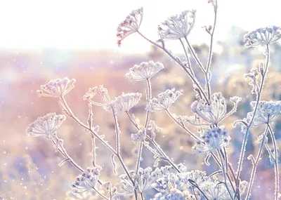 Красивые первые цветы» в снегу. Крокусы растут в снегу в начале весны  Стоковое Фото - изображение насчитывающей промахов, декоративно: 175627680