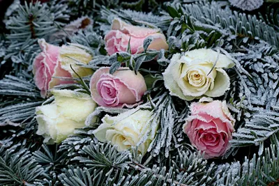 Цветы под снегом: семь фото красивого Новосибирска 30.09.2022 - 30 сентября  2022 - НГС