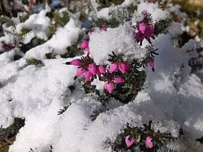Цветы под снегом - 79 фото