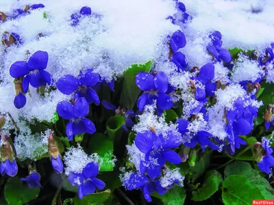 Букет цветов на снегу - 69 фото