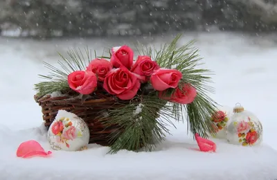 Цветы на снегу обои на рабочий стол