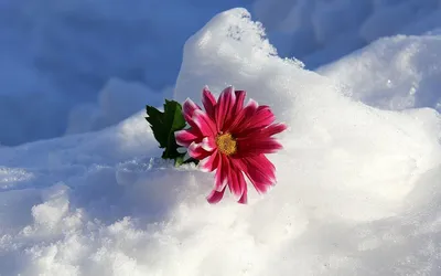 Цветы снежок - красивые фото