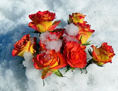 Белые розы на снегу - 70 фото