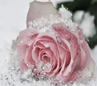 Розовые розы на снегу - 70 фото