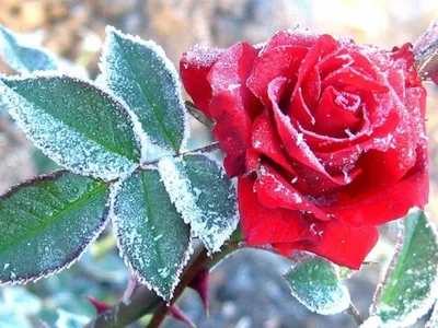 Обои розы на снегу цветы розы - картинки от Fonwall