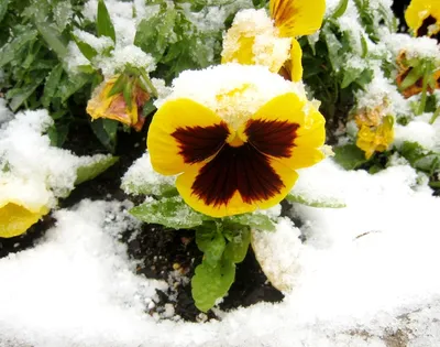 Купить Букет цветов \"Солнце на снегу\" в Москве недорого с доставкой