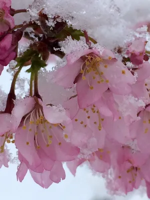 Букет цветов на снегу генеративный ай | Премиум Фото