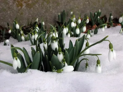 Цветы в снегу | Премиум Фото
