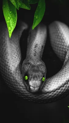 Обои пресмыкающееся, змей, Мамба, черный, змея на телефон Android,  1080x1920 картинки и фото бесплатно