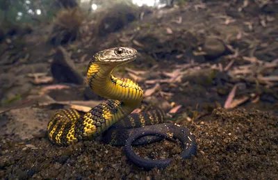 Картинки самые красивые змеи - подборка 15 фото