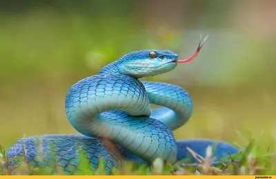 Скачать картинку Агрессивная змея бесплатно