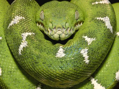 Самая красивая змея - 64 фото
