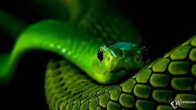 Змея обои - 59 фото
