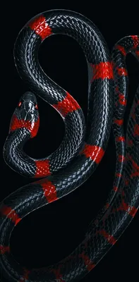 ArNa Серьги змеи большие красивые