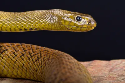 Красивые, длинные и ядовитые: 5 самых удивительных змей в мире | Вокруг  Света